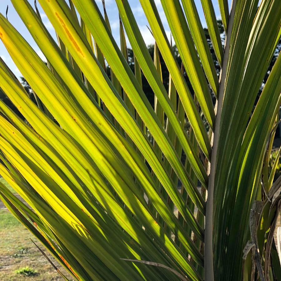 Nikau'S On Palmer Foxton Beach Экстерьер фото